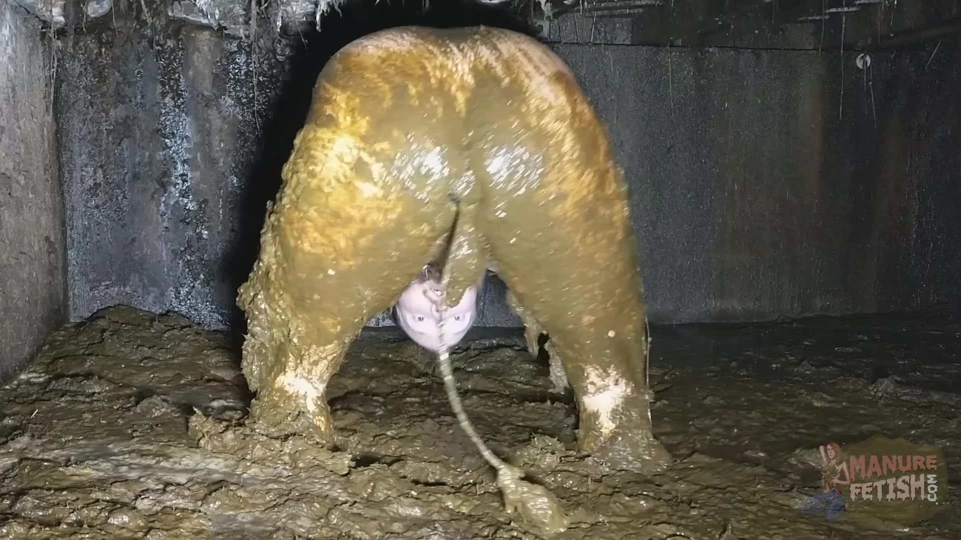 Cow poop porn